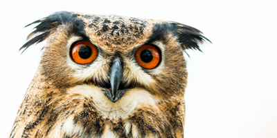 Owl staring 