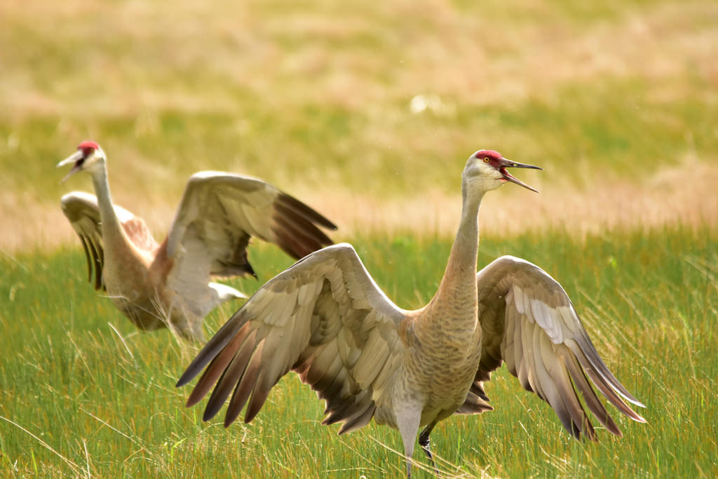 sandhill cranes in a field