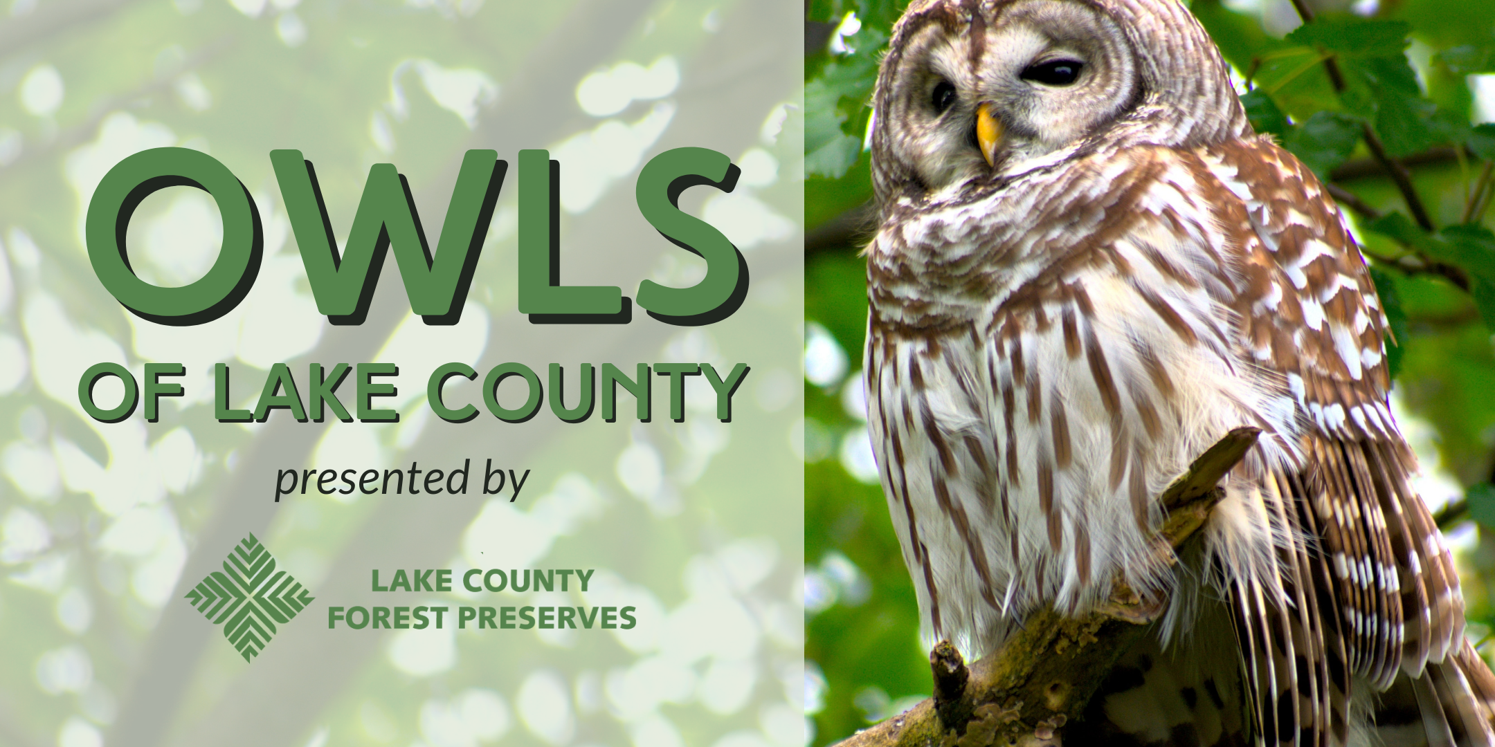 Image of "Owls of Lake County"
