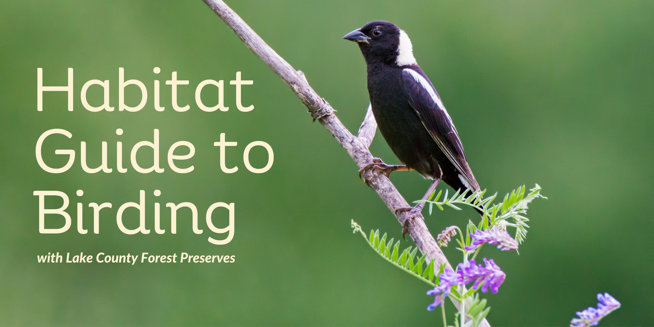 image of text stating Habitat Guide to Birding with Lake County Forest Preserves in pale yellow over an image of a bobolink on a branch with green leaves and purple flowers and a faded green background.