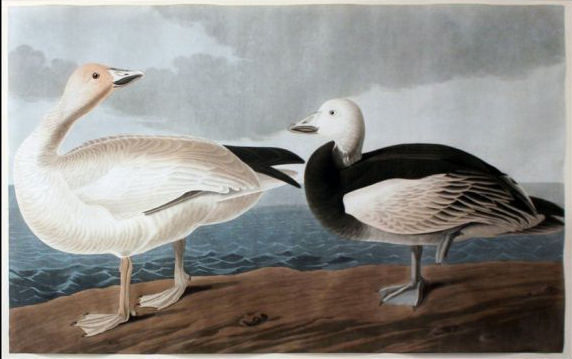 Blue Goose and Snow Goose