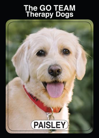 Paisley the Therapy Dog