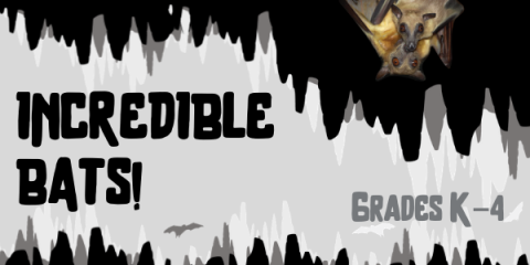 Incredible Bats! Grades K-4
