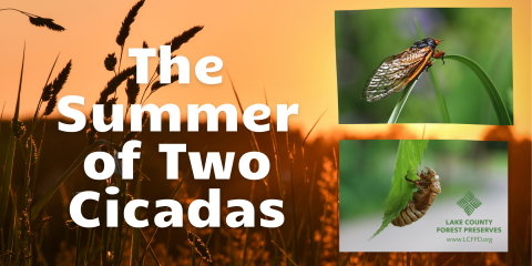 images of "The Summer of Two Cicadas"