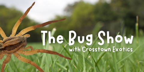 image of "The Bug Show with Crosstown Exotics"