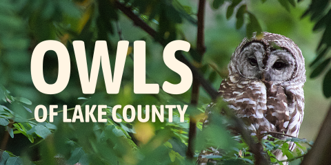 image of "Owls of Lake County"