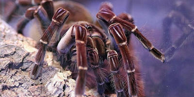 Tarantula
