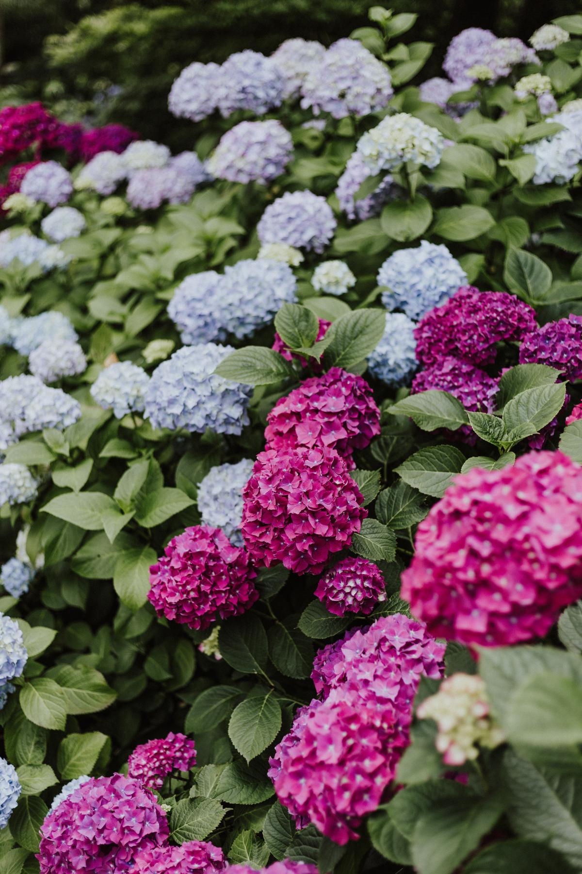 hydrangeas