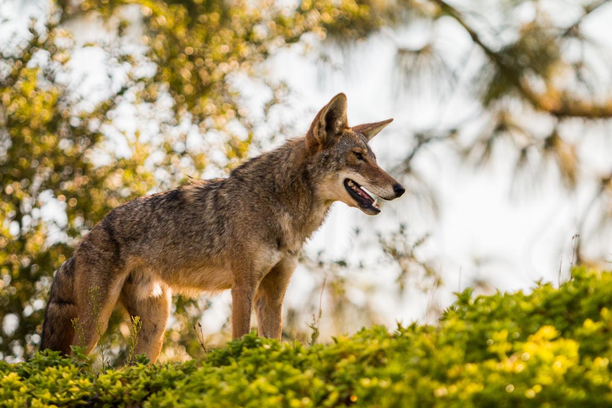 coyote: photo by National Park Service from USA