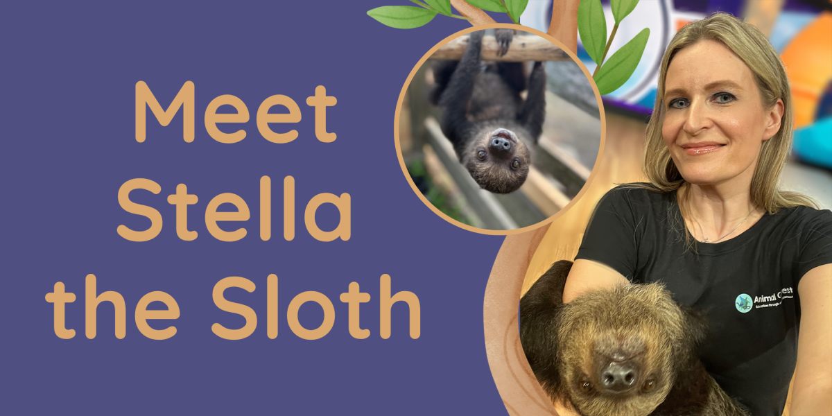 image of "Meet Stella the Sloth"