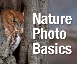 Nature Photo Basics (owl in tree)